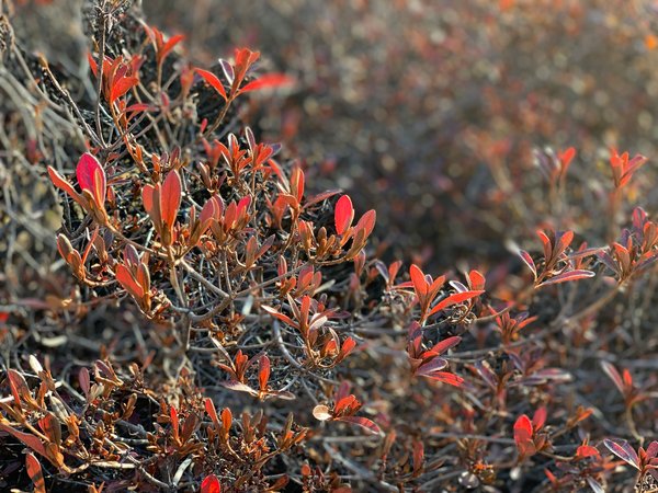 Red Leaves In Golden Light — nature wallpaper, 3K