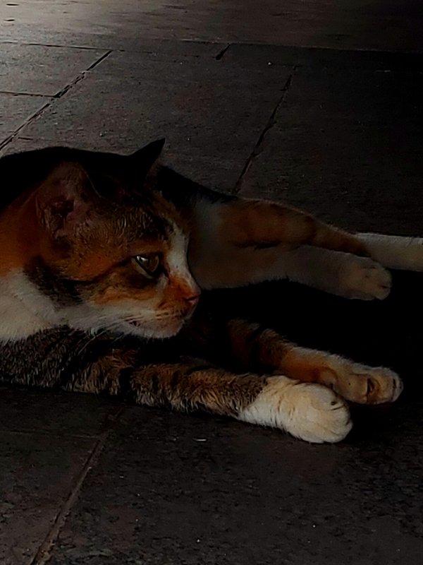 Calico Cat Resting On Stone — animals wallpaper, 4K