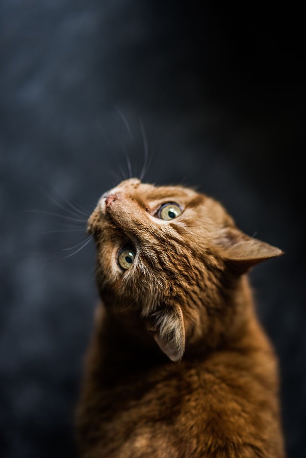 Curious Orange Tabby Cat — animals wallpaper, 5K+