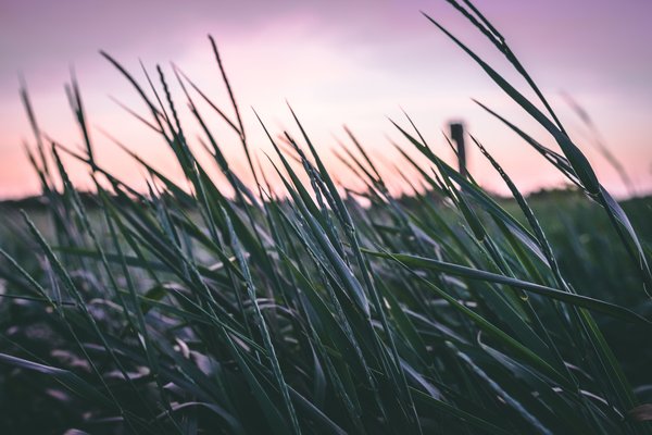 Sunset Grass Field — nature wallpaper, 5K+