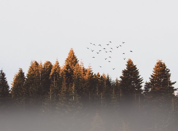 Misty Forest With Flying Birds — nature wallpaper, 3K