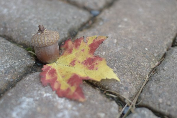 Autumn Acorn And Leaf — nature wallpaper, 3K