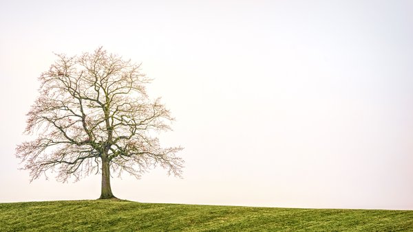 Solitary Tree On Hill — nature wallpaper, 5K+