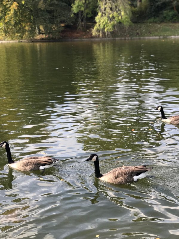 Geese Swimming On A Lake — nature wallpaper, 4K