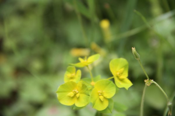Small Yellow Wildflowers In Focus — nature wallpaper, 5K+