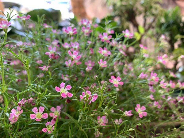 Delicate Pink Wildflowers In Bloom — nature wallpaper, 4K