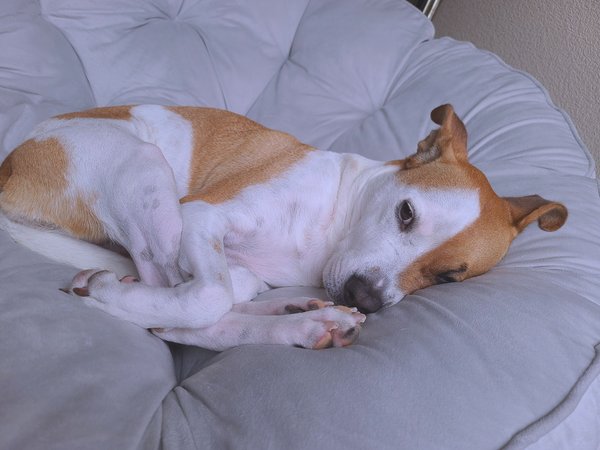 Sleeping Dog On Cushion — animals wallpaper, 4K