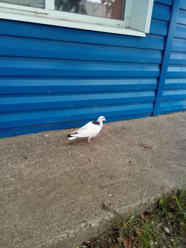 White Pigeon By Blue Wall — animals wallpaper, 3K