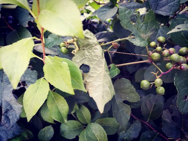 Green Berries And Leaves — nature wallpaper, 4K
