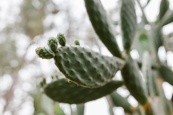 Prickly Pear Cactus Close-Up — nature wallpaper, 5K+