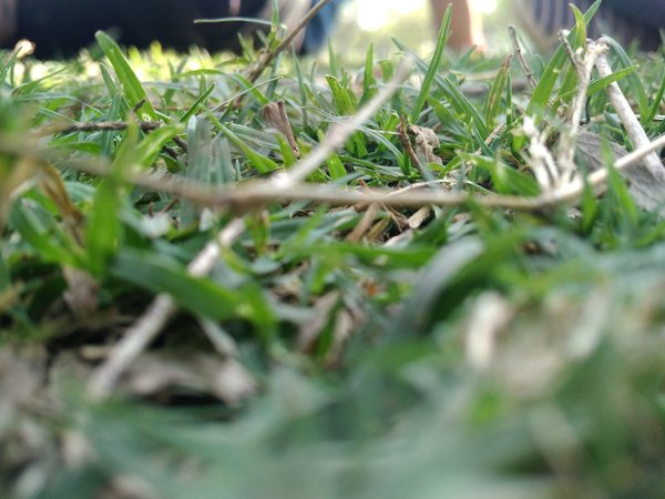 Close-Up Of Green Grass — nature wallpaper, 4K