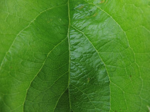 Green Leaf Macro Texture — nature wallpaper, 4K