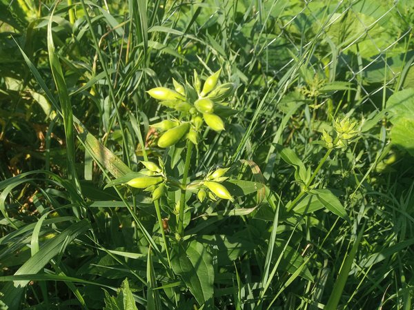 Green Plant Buds In Grass — nature wallpaper, 4K